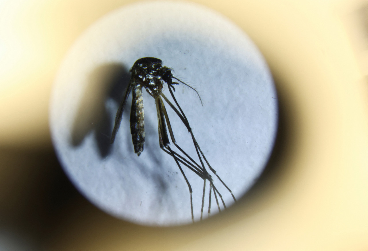 Dengue, mosquito. Foto: NA