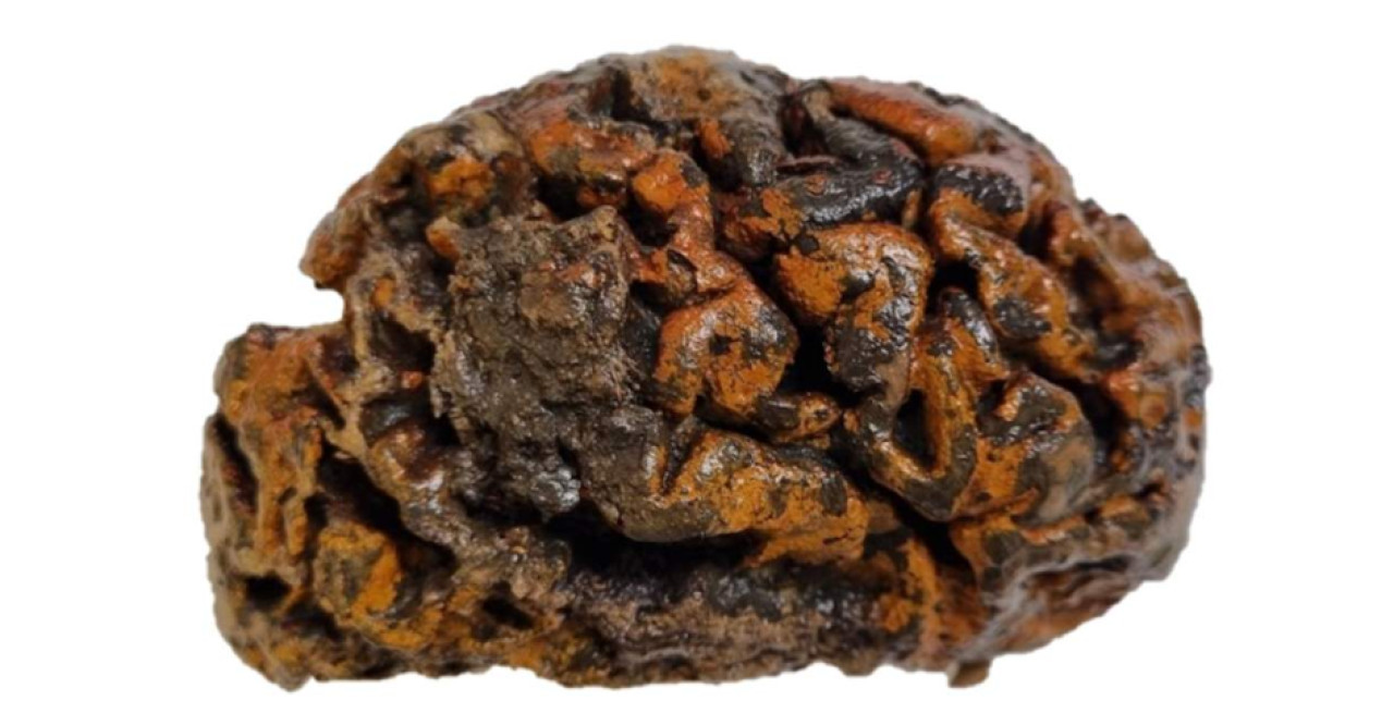 Un cerebro de 12.000 años de antigüedad. Foto: Alexandra L. Morton-Hayward vía Science