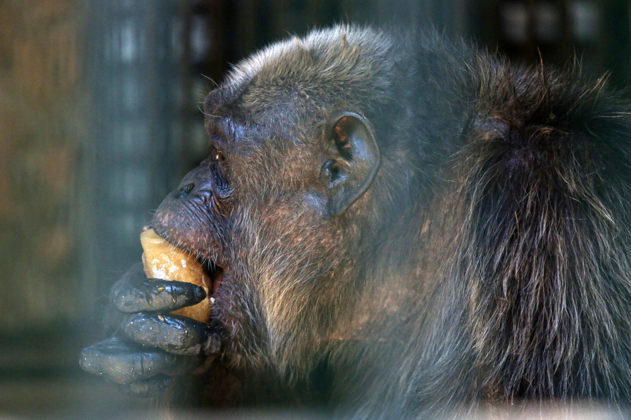Una chimpancé come una paleta de hielo elaborada con frutas. Foto: EFE.